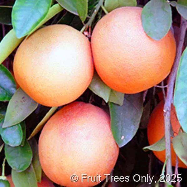 Grapefruit Trees for sale at Fruit Trees Only