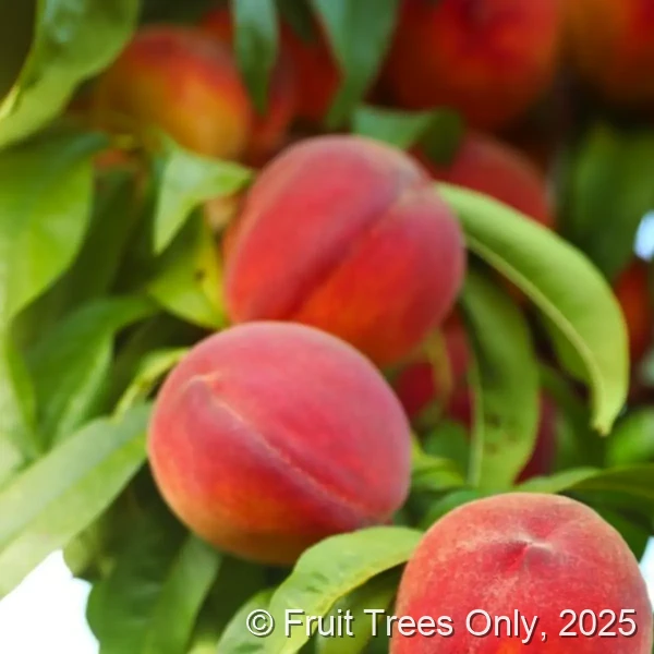 FlordaCrest Peach