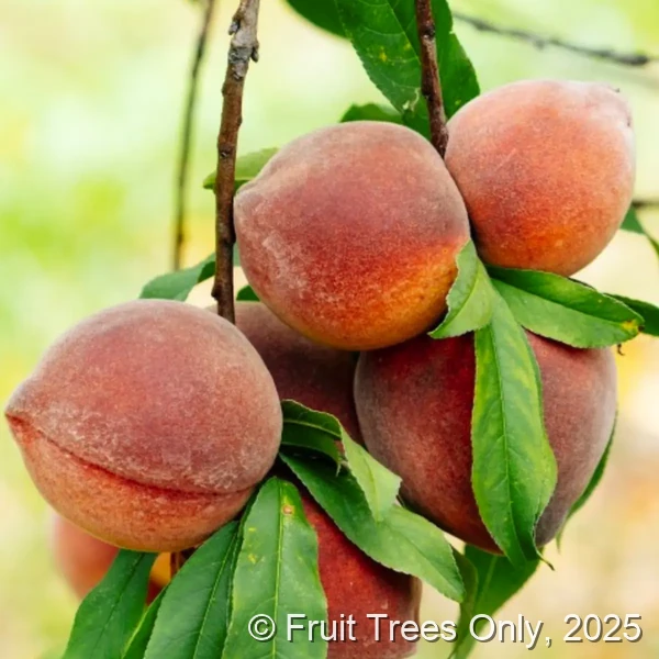 FlordaPrince Peach