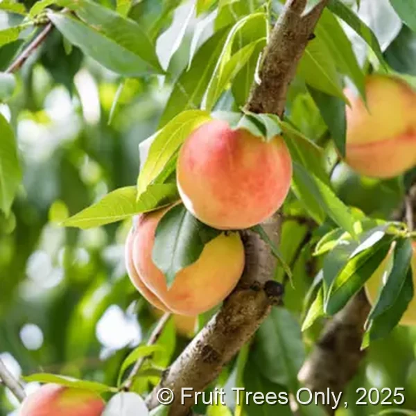 FlordaQueen Peach