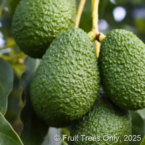 Florida Hass Avocado fruit and tree