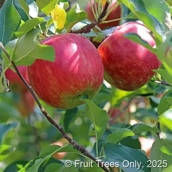 Fuji Apple Tree