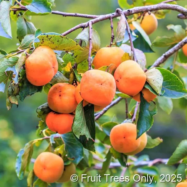 Giant Fuyu Persimmon
