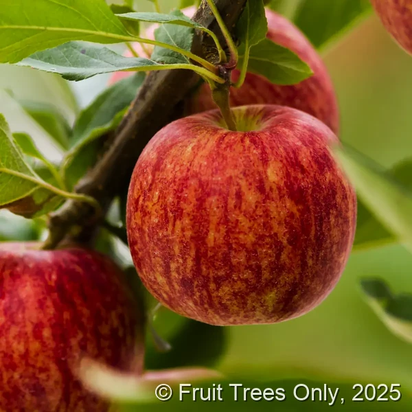 Gala Apple Tree