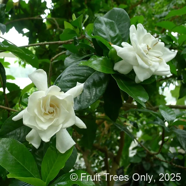 Aimee Gardenia
