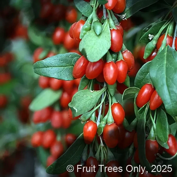 Goji Berry