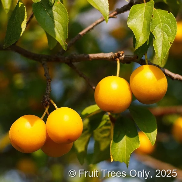 Gold Plum