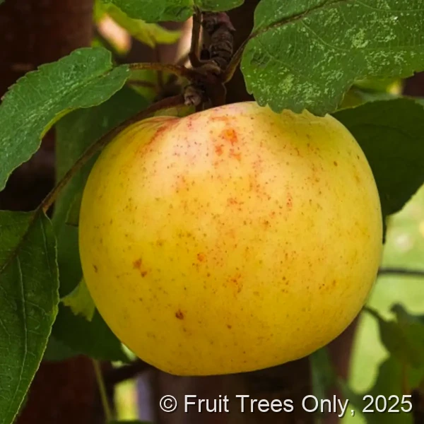 Golden Dorsett Apple Tree
