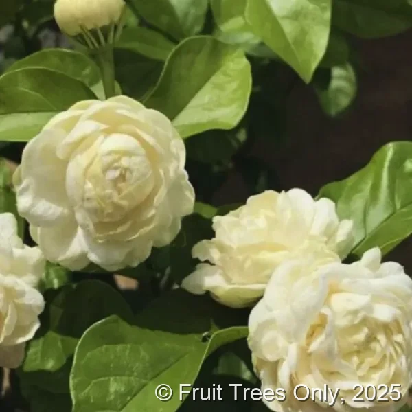Grand Duke Jasmine plants for sale at Fruit Trees Only