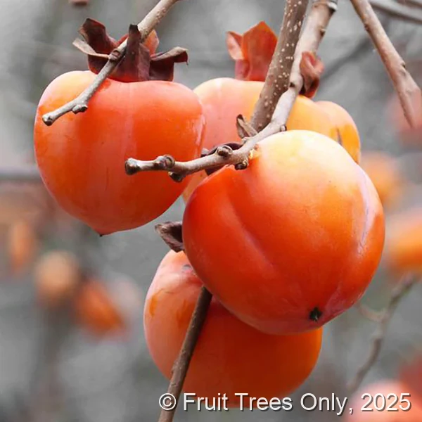 Hachiya Persimmon