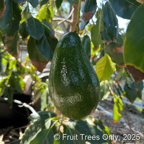 Hall Avocado fruit and tree