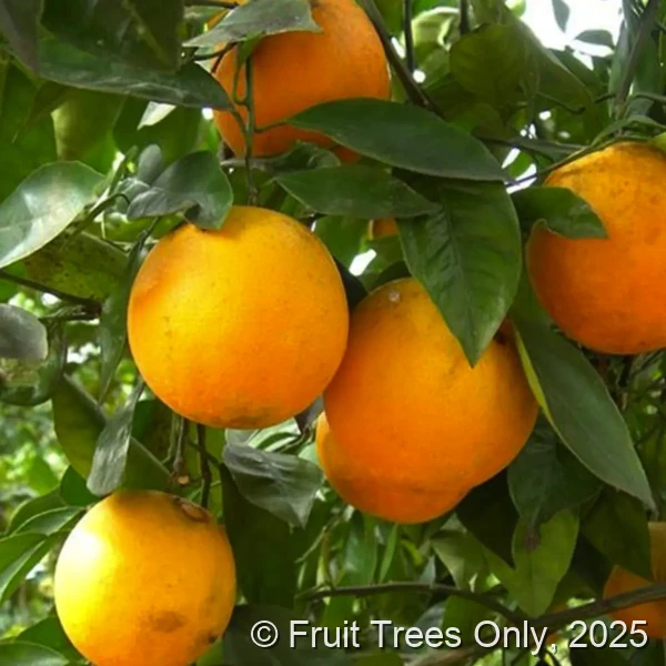 Hamlin Orange