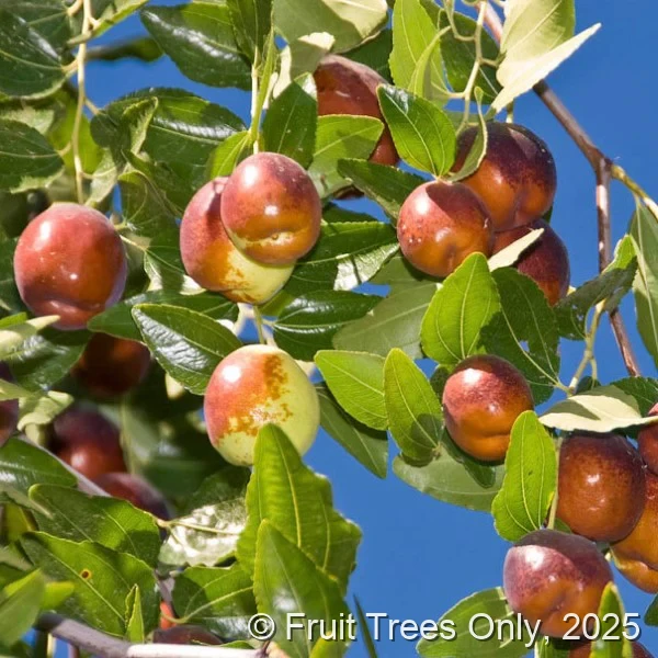 Honey Jar Jujube