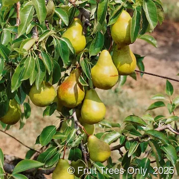 Hood Pear