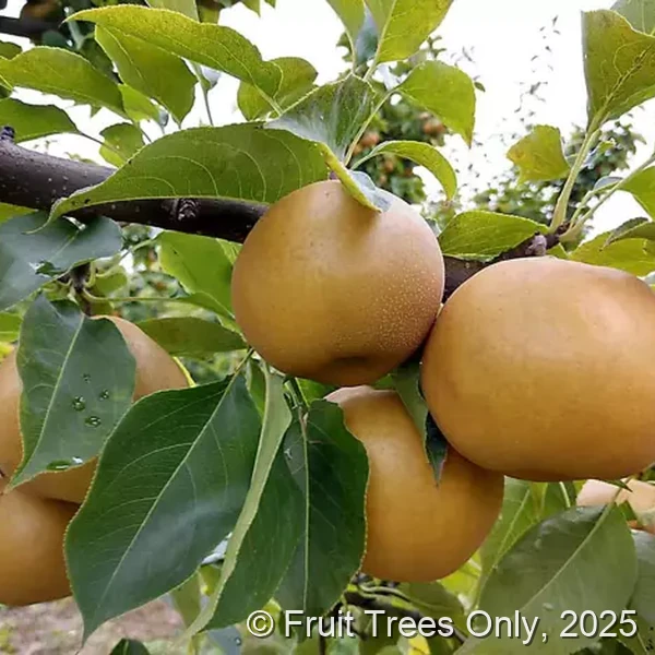 Hosui Pear