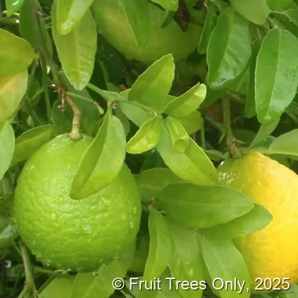 Indian Sweet Lime