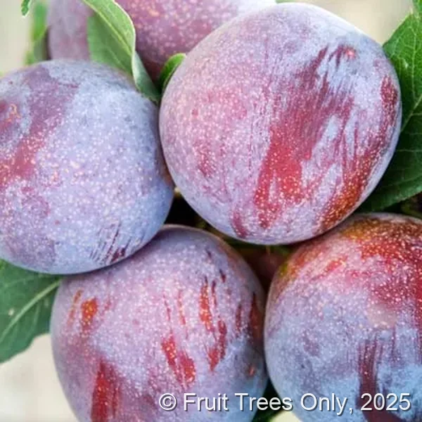 Interspecific Pluot