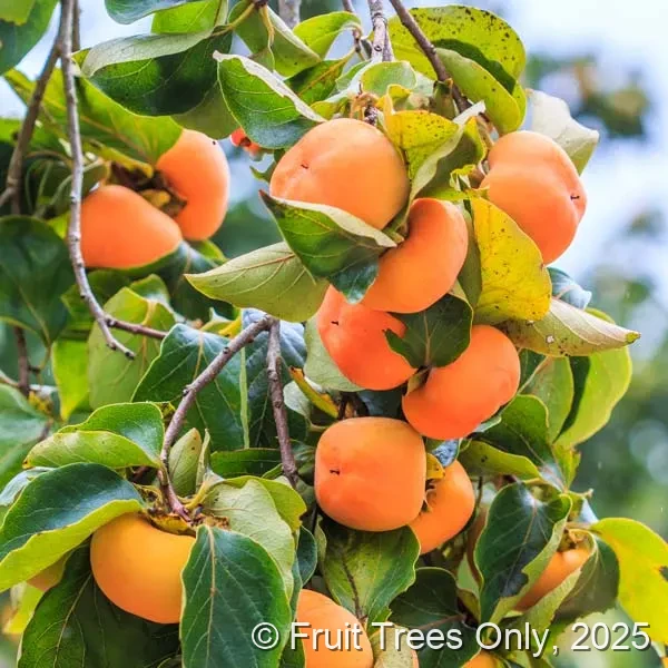 IZU Persimmon