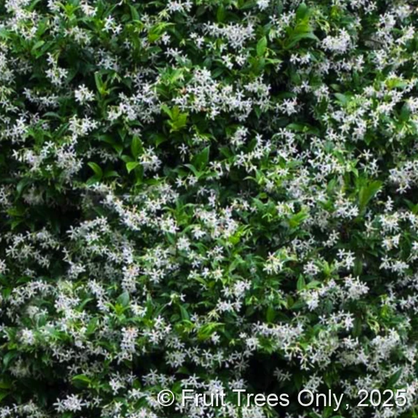Jasmine