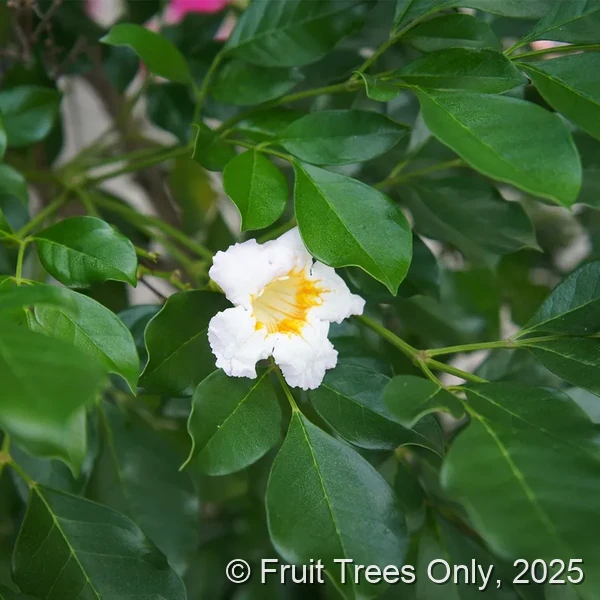 Jasmine (Tree Form)