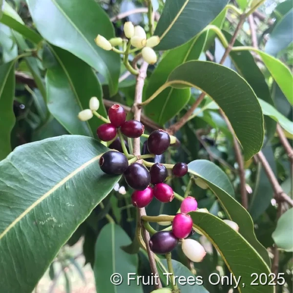 Java Plum