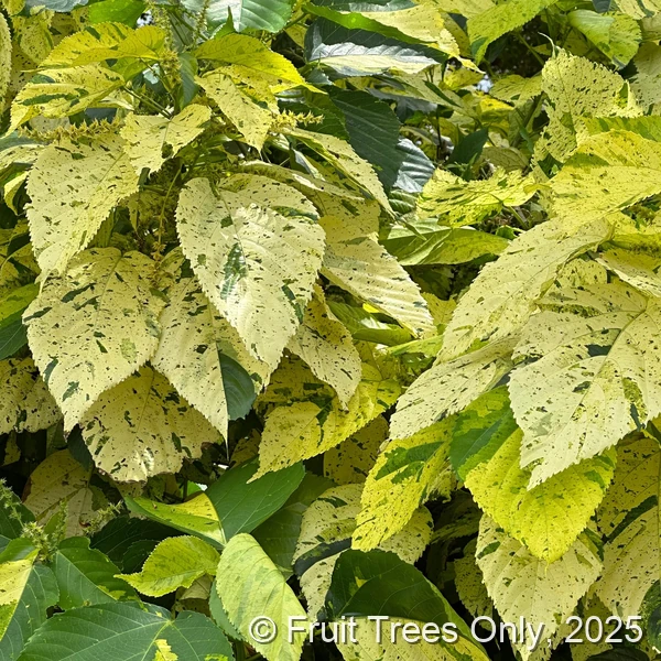 Java White Copperleaf