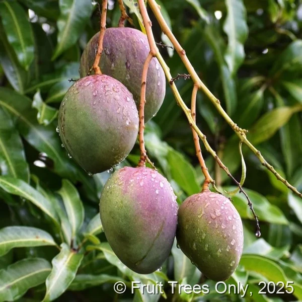 Julie Mango Trees for sale at Fruit Trees Only
