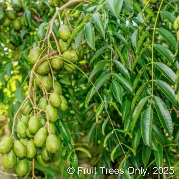 June Plum