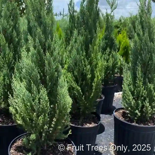 Juniper