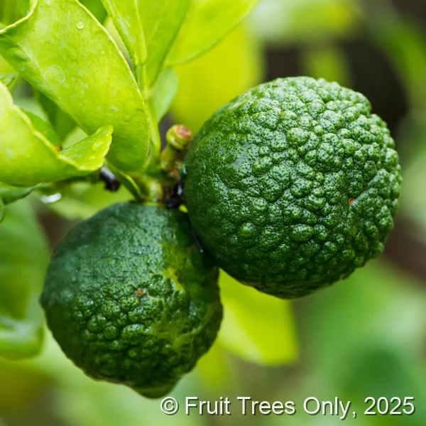 Kaffir Lime