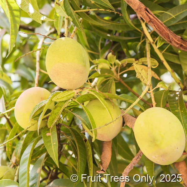 Keitt Mango