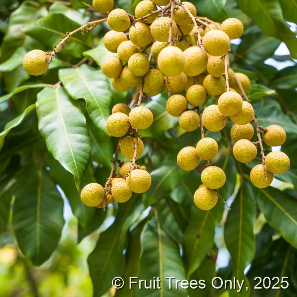 Kohala Longan