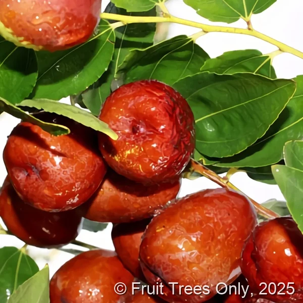Lang Jujube