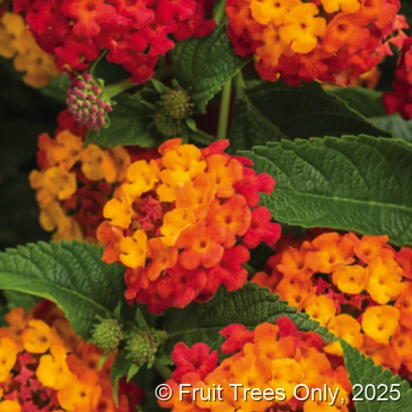 Lantana - Assorted Colors