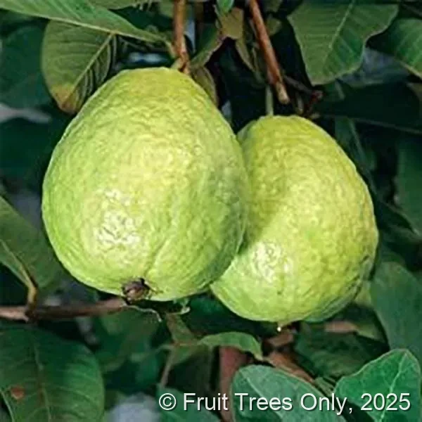 Large White Guava