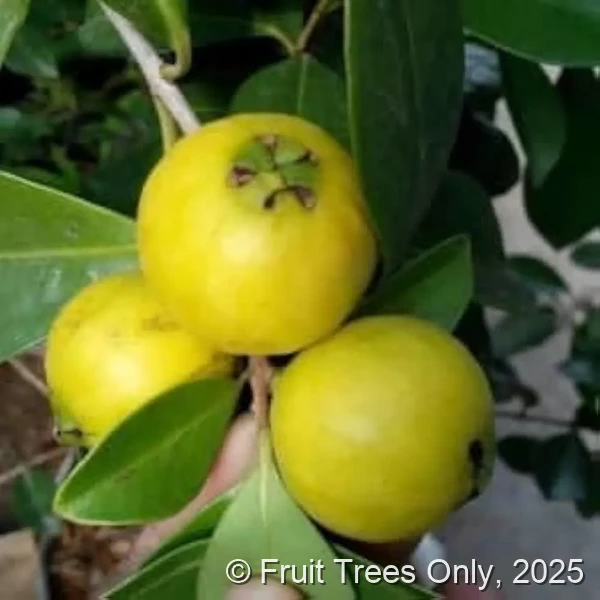 Lemon Catley Guava