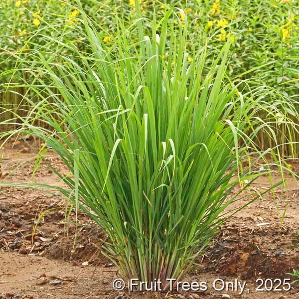 Lemon Grass