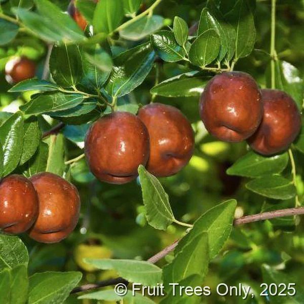 Li Jujube