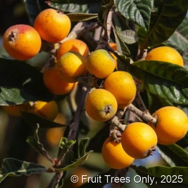 Loquat Trees For Sale