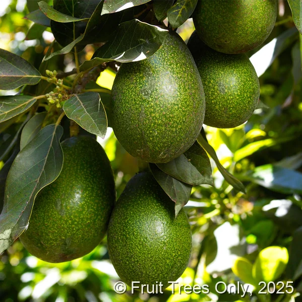 Lula Avocado fruit and tree
