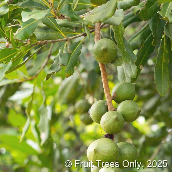 Macadamia Tree