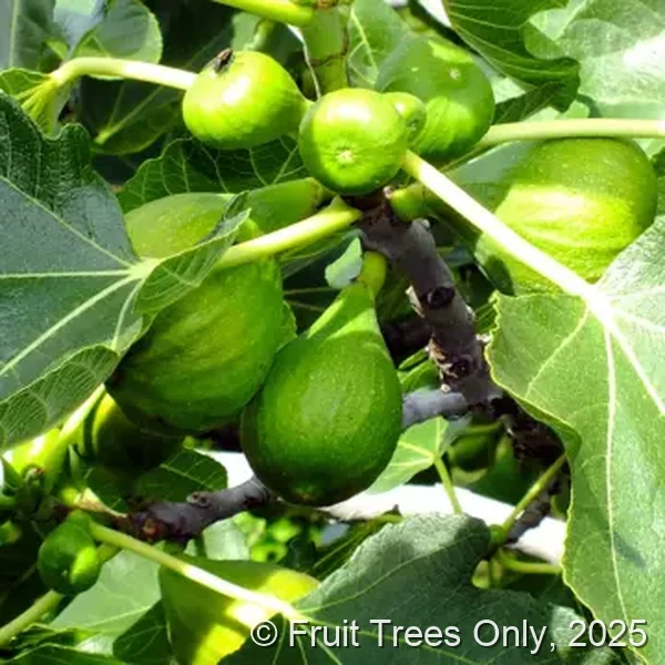 Magnolia Fig