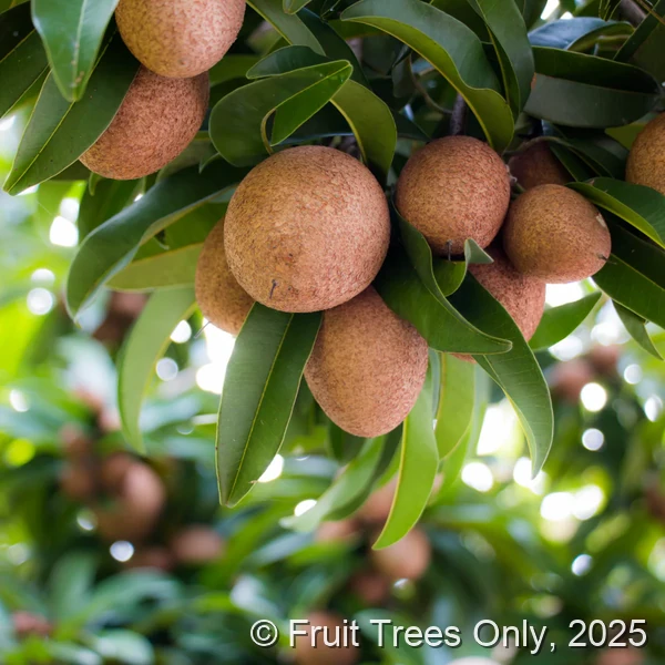 Makok Sapodilla