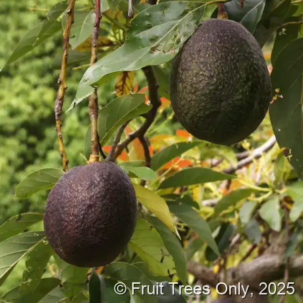 Maria Black Avocado fruit and tree