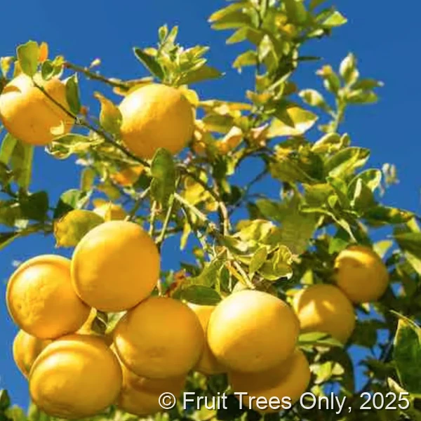 Marsh White Grapefruit