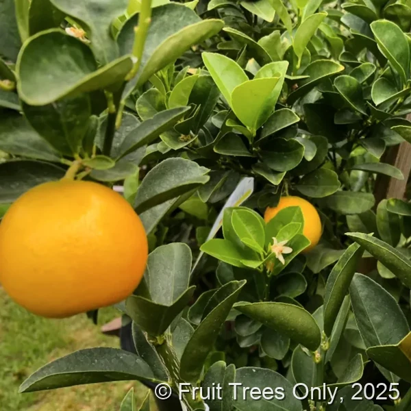 Marumi Kumquat