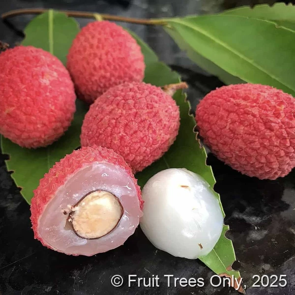 Mauritius Lychee