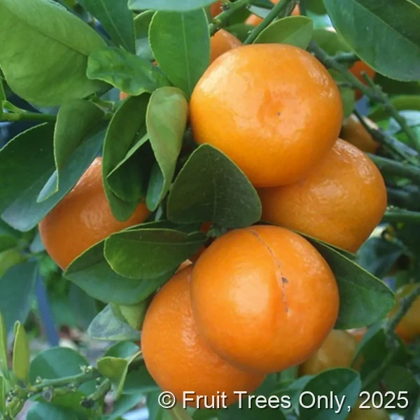 Kumquat Trees for sale at Fruit Trees Only