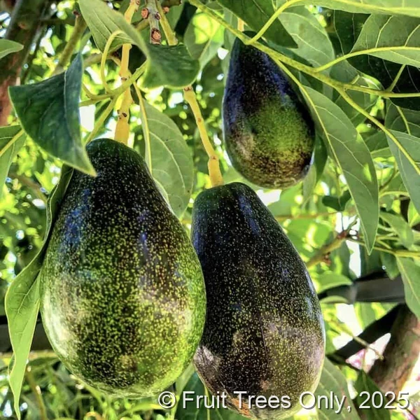 Mexicola Grande Avocado fruit and tree