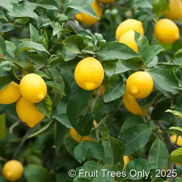 Meyer Lemon Trees for sale at Fruit Trees Only